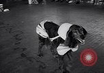 Immagine di Dog show Asbury Park New Jersey USA, 1957, secondo 28 filmato di repertorio 65675040132