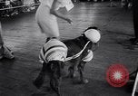 Immagine di Dog show Asbury Park New Jersey USA, 1957, secondo 32 filmato di repertorio 65675040132