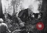 Image of wreckage of chartered airliner Washington State United States USA, 1953, second 11 stock footage video 65675040154