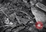 Image of wreckage of chartered airliner Washington State United States USA, 1953, second 39 stock footage video 65675040154