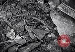 Image of wreckage of chartered airliner Washington State United States USA, 1953, second 40 stock footage video 65675040154