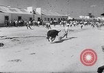 Image of bull fighting Alcochete Portugal, 1953, second 9 stock footage video 65675040157