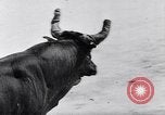 Image of bull fighting Alcochete Portugal, 1953, second 11 stock footage video 65675040157
