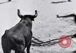 Image of bull fighting Alcochete Portugal, 1953, second 12 stock footage video 65675040157