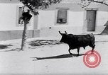 Image of bull fighting Alcochete Portugal, 1953, second 19 stock footage video 65675040157