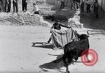 Image of bull fighting Alcochete Portugal, 1953, second 31 stock footage video 65675040157