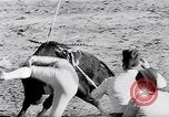 Image of bull fighting Alcochete Portugal, 1953, second 38 stock footage video 65675040157