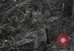 Image of German Army deserter surrenders Soviet Union, 1941, second 18 stock footage video 65675040197