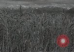 Standbild Weizenfeld Sowjetunion, 1941, aus Sekunde 3 historischem Filmmaterial Videoclip 65675040204