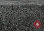 Standbild Weizenfeld Sowjetunion, 1941, aus Sekunde 4 historischem Filmmaterial Videoclip 65675040204