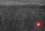 Standbild Weizenfeld Sowjetunion, 1941, aus Sekunde 5 historischem Filmmaterial Videoclip 65675040204