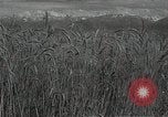 Standbild Weizenfeld Sowjetunion, 1941, aus Sekunde 6 historischem Filmmaterial Videoclip 65675040204
