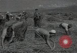 Standbild Weizenfeld Sowjetunion, 1941, aus Sekunde 33 historischem Filmmaterial Videoclip 65675040204