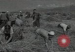Standbild Weizenfeld Sowjetunion, 1941, aus Sekunde 34 historischem Filmmaterial Videoclip 65675040204