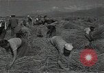 Standbild Weizenfeld Sowjetunion, 1941, aus Sekunde 35 historischem Filmmaterial Videoclip 65675040204