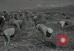 Standbild Weizenfeld Sowjetunion, 1941, aus Sekunde 36 historischem Filmmaterial Videoclip 65675040204