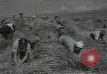 Standbild Weizenfeld Sowjetunion, 1941, aus Sekunde 37 historischem Filmmaterial Videoclip 65675040204