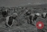 Standbild Weizenfeld Sowjetunion, 1941, aus Sekunde 38 historischem Filmmaterial Videoclip 65675040204