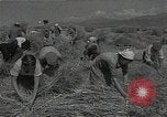 Standbild Weizenfeld Sowjetunion, 1941, aus Sekunde 39 historischem Filmmaterial Videoclip 65675040204