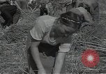 Standbild Weizenfeld Sowjetunion, 1941, aus Sekunde 40 historischem Filmmaterial Videoclip 65675040204