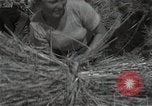 Standbild Weizenfeld Sowjetunion, 1941, aus Sekunde 41 historischem Filmmaterial Videoclip 65675040204
