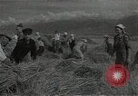 Standbild Weizenfeld Sowjetunion, 1941, aus Sekunde 43 historischem Filmmaterial Videoclip 65675040204