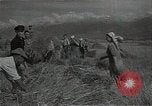 Standbild Weizenfeld Sowjetunion, 1941, aus Sekunde 44 historischem Filmmaterial Videoclip 65675040204