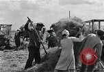 Image of Soviet farmers harvest wheat during World War 2 Soviet Union, 1941, second 45 stock footage video 65675040210