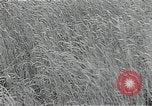 Image of Soviet farmers harvest wheat during World War 2 Soviet Union, 1941, second 58 stock footage video 65675040210