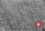 Image of Soviet farmers harvest wheat during World War 2 Soviet Union, 1941, second 59 stock footage video 65675040210