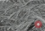 Image of Soviet farmers harvest wheat during World War 2 Soviet Union, 1941, second 60 stock footage video 65675040210