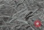 Image of Soviet farmers harvest wheat during World War 2 Soviet Union, 1941, second 61 stock footage video 65675040210