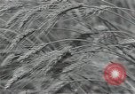 Image of Soviet farmers harvest wheat during World War 2 Soviet Union, 1941, second 62 stock footage video 65675040210
