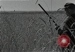 Image of Wheat harvesting combine Soviet Union, 1941, second 12 stock footage video 65675040215