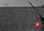 Image of Wheat harvesting combine Soviet Union, 1941, second 13 stock footage video 65675040215
