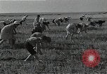 Image of Wheat harvesting combine Soviet Union, 1941, second 49 stock footage video 65675040215