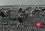 Image of Wheat harvesting combine Soviet Union, 1941, second 50 stock footage video 65675040215