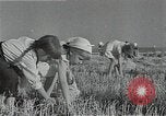 Image of Wheat harvesting combine Soviet Union, 1941, second 52 stock footage video 65675040215