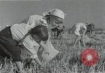 Image of Wheat harvesting combine Soviet Union, 1941, second 53 stock footage video 65675040215