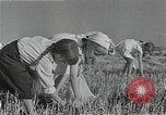 Image of Wheat harvesting combine Soviet Union, 1941, second 54 stock footage video 65675040215
