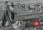 Image of Wheat harvesting combine Soviet Union, 1941, second 59 stock footage video 65675040215