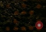 Image of young oysters Virginia United States USA, 1947, second 3 stock footage video 65675040284