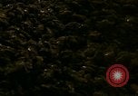 Image of young oysters Virginia United States USA, 1947, second 5 stock footage video 65675040284