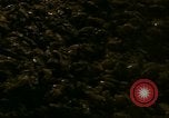 Image of young oysters Virginia United States USA, 1947, second 6 stock footage video 65675040284