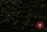 Image of young oysters Virginia United States USA, 1947, second 7 stock footage video 65675040284