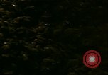 Image of young oysters Virginia United States USA, 1947, second 8 stock footage video 65675040284