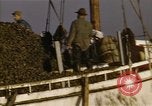 Standbild junge Austern Virginia United States USA, 1947, aus Sekunde 47 historischem Filmmaterial Videoclip 65675040286