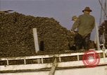 Standbild junge Austern Virginia United States USA, 1947, aus Sekunde 60 historischem Filmmaterial Videoclip 65675040286