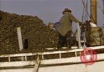 Standbild junge Austern Virginia United States USA, 1947, aus Sekunde 61 historischem Filmmaterial Videoclip 65675040286