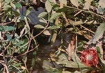 Immagine di Bastoni punji Il Vietnam, 1968, secondo 7 filmato di repertorio 65675040362